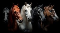 Group of five horses with different coat colors including gray, chestnut, white, black and bay standing against dark background for equestrian and animal themes.