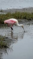Roseate spoonbill wading bird feeding in shallow wetland water with pink plumage and distinctive spoon-shaped bill hunting for food in natural habitat.