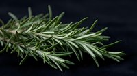 Fresh rosemary herb sprig with needle-like green leaves isolated on dark background for culinary and cooking projects.