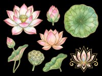 Lotus flowers and lily pads isolated on transparent background. Botanical clipart elements ready for t-shirt design, sublimation, print-on-demand products, stickers, and digital crafts.