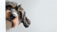 Adorable mixed breed dog with expressive brown eyes peeking around corner on white background, perfect for pet care and animal lover designs.