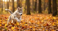 Adorable husky puppy running through colorful autumn leaves in forest with warm golden sunlight creating magical atmosphere for pet and nature content.