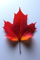 Vibrant red maple leaf with detailed vein patterns against light background, showcasing autumn colors from deep crimson to warm orange. Macro photography for nature decor.