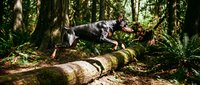 Active pit bull terrier dog jumping over fallen log in lush green forest during outdoor adventure training session.