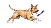 Tan dog with pointed ears running and playing with purple rope toy, isolated on white background for design use.