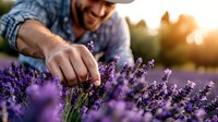 Caucasian male farmer harvesting fresh lavender flowers at sunset in purple field, close-up view of hands picking aromatic blooms for essential oil production.