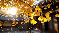 Golden ginkgo biloba leaves backlit by sunlight creating magical autumn atmosphere with traditional Asian architecture in soft background blur.