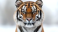 Majestic Bengal tiger head portrait showing detailed facial features, intense eyes, and distinctive orange, black and white striped fur pattern against soft blurred background.