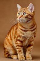 Orange tabby kitten sitting with bright green eyes and striped fur pattern against warm brown background for pet photography and animal portraits.