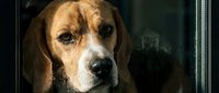 Beagle dog with brown and white coat looking out through window glass with serious expression, suitable for pet care and animal themes.