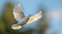 White dove with spread wings soaring against blue sky background, graceful flight pose capturing peace and freedom symbolism in natural outdoor setting.