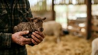 Young lamb held in farmer's hands at rural farm, showcasing livestock care and agricultural practices for farming, veterinary, and rural lifestyle content.