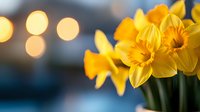Vibrant yellow daffodils in bloom against blurred bokeh background, spring flowers with soft focus lighting create romantic seasonal atmosphere.