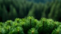 Fresh green pine needles in soft focus create natural organic texture against dark forest background, suitable for environmental and nature designs.