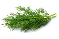 Fresh green dill sprigs isolated on white background, aromatic culinary herb with delicate feathery leaves for cooking and garnishing dishes.