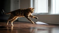 Bengal cat with spotted coat playing and jumping on wooden floor near bright window in modern home interior.