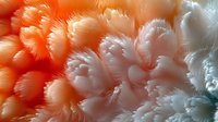 Ethereal coral and white feathery textures create dreamy abstract macro background with soft gradients and delicate plume-like formations for artistic designs.