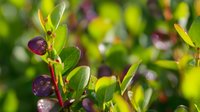 Young green and purple leaves on branches with soft bokeh background, fresh spring foliage growth in natural sunlight for organic gardening concepts.