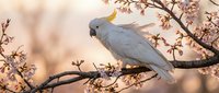 White cockatoo parrot perched on flowering branch in soft natural light, perfect for wildlife photography, nature themes, and bird lover content.