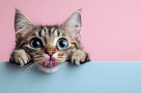Playful tabby cat with bright blue eyes peeking over edge, sticking out pink tongue against pastel pink and blue background. Fun pet expression captures attention.