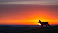 Dog silhouette standing on hill during dramatic sunset with vibrant orange and purple sky colors creating peaceful outdoor scene for nature photography.