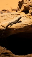 Brown lizard resting on sandy desert rock formation with warm golden sunlight, suitable for wildlife and nature stock photography.