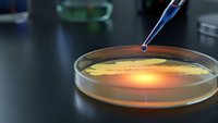 Laboratory pipette dropping sample into petri dish with bacterial culture for microbiological research and scientific analysis in modern lab setting.