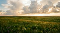 Golden hour sunset over vast green meadow with dramatic cloudy sky. Rural countryside landscape with rolling hills and wildflowers for nature backgrounds.