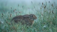Rabbit with brown fur sitting in tall grass covered with morning dew, wildlife and nature photography for editorial and educational use.