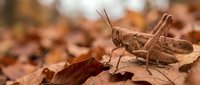 Brown grasshopper sitting on autumn leaves in natural outdoor environment with warm seasonal colors and soft bokeh background for nature photography.