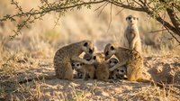 Meerkat family group with adults and young pups resting together under acacia tree branches in natural African savanna habitat during golden hour lighting.