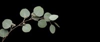 Eucalyptus branch with round silver dollar leaves isolated on transparent background, ready for stickers, t-shirt design, sublimation, and print on demand use.