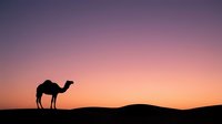 Silhouette of a camel standing on desert dunes against a vibrant sunset sky with pink and orange gradients, suitable for travel and nature backgrounds.