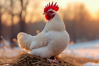 White hen with red comb sitting on straw nest during golden hour sunset. Farm poultry bird in warm evening light for agricultural and rural lifestyle content.