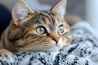 Adorable tabby kitten with striking green eyes resting on soft gray knitted blanket, showcasing feline comfort and relaxation for pet care content.