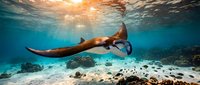 Graceful manta ray glides through crystal clear tropical waters above coral reef with sunbeams filtering down from surface creating magical underwater scene.