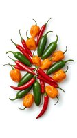 Colorful hot chili peppers arranged on white background featuring red cayenne, green jalapeno and orange habanero varieties for cooking and spice concepts.
