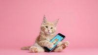 Fluffy ginger tabby kitten holding smartphone with paw against pink background, displaying playful interaction with mobile technology for digital communication concepts.