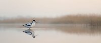 Elegant avocet bird wading in calm water with perfect reflection, serene wetland habitat during golden hour creating peaceful nature scene for wildlife photography.