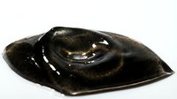 Isolated black stingray with glossy skin and distinctive eye, viewed from above on white background. Suitable for marine education, wildlife design, and scientific illustration.