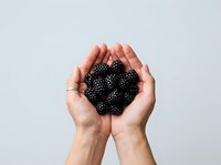 Hands holding fresh blackberries on white background, isolated for food and nutrition design use.