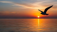 Seagull flying over calm ocean water during golden sunset with orange and pink sky colors reflecting on sea surface creating peaceful seascape scene.