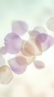 Delicate purple and cream flower petals scattered on soft white background creating romantic feminine floral composition for wedding invitations and beauty products.