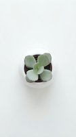 Small green succulent plant in white ceramic pot on neutral background for home decor and gardening projects.