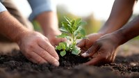 Diverse hands protecting young green plant seedling growing from soil symbolizing teamwork, environmental care, sustainability and community growth concept.