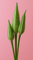 Fresh green flower buds with water droplets against pink background, minimalist botanical composition showing natural morning dew on unopened blooms.