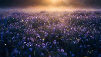 Dreamy purple wildflower meadow at golden hour sunset with magical bokeh lights creating enchanted fairy tale atmosphere for romantic backgrounds.