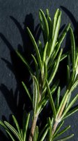 Fresh rosemary herb sprigs with narrow green leaves and woody stems casting shadows on dark background. Suitable for culinary, cooking, and wellness content.