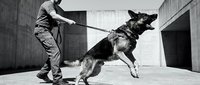 Professional dog trainer working with German Shepherd during obedience training session in urban concrete environment for security and police work preparation.