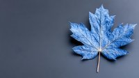 Blue maple leaf with intricate frost patterns on dark background for autumn winter seasonal designs and nature themed projects.